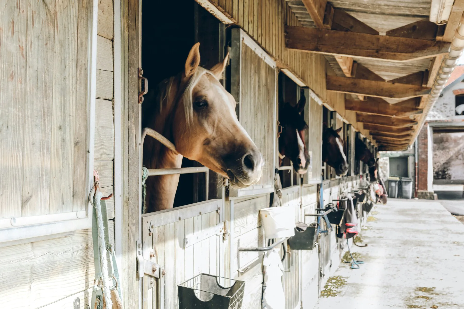 youngs road horse stable