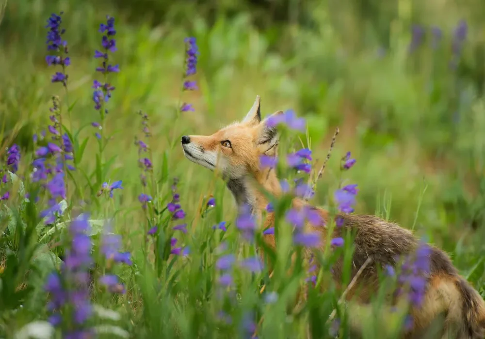Fox in the grass with flowers